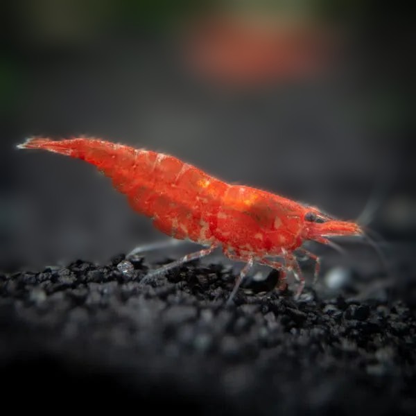 Red Cherry Shrimp